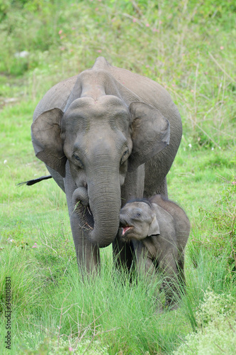 Photography Asian elephant  also called Asiatic elephant, is the only living species of the
