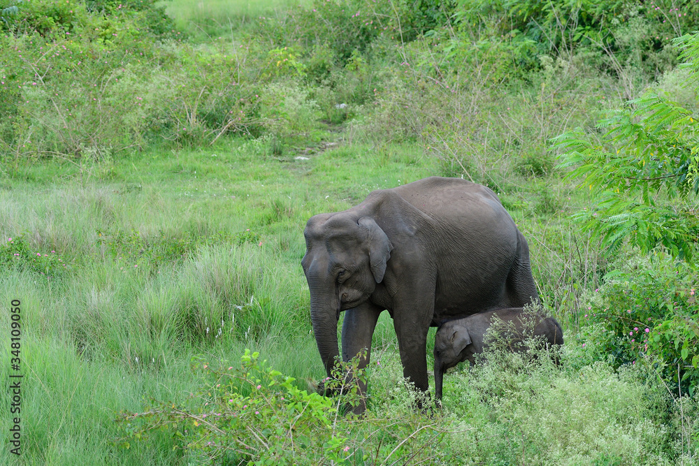 Obraz premium Asian elephant also called Asiatic elephant, is the only living species of the genus Elephas and is distributed throughout the Indian subcontinent and Southeast Asia