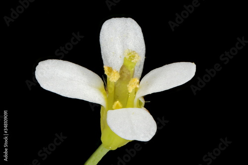 Thale Cress (Arabidopsis thaliana). Flower Closeup photo