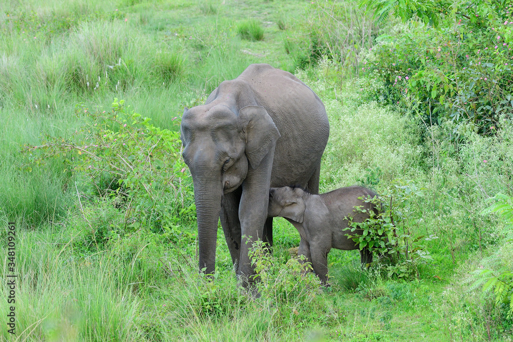 Fototapeta premium Asian elephant also called Asiatic elephant, is the only living species of the genus Elephas and is distributed throughout the Indian subcontinent and Southeast Asia