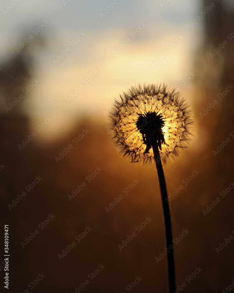 silhouette of  blossoming fluffy dandelion flower close-up in back light against a sunset sky