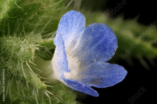 Annual Bugloss (Lycopsis arvensis). Flower Closeup photo