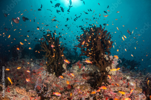 Tropical fish swimming around colorful reef formations © Aaron