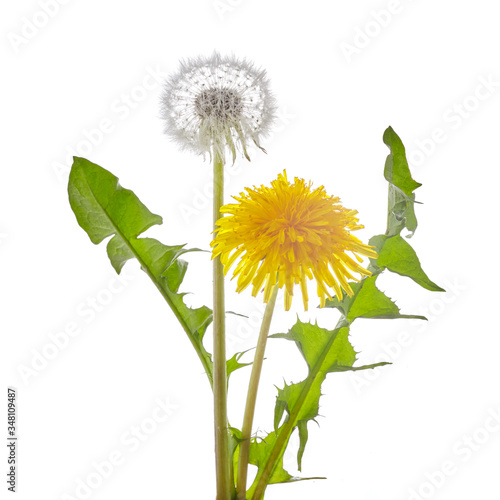 Dandelion flower with leaves isolated on white background.