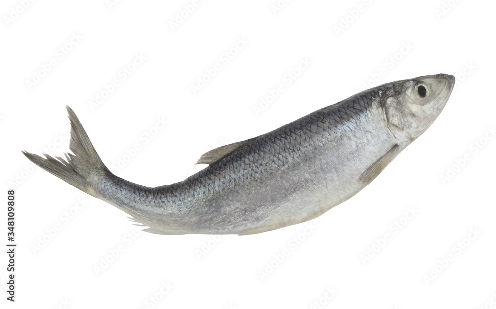 Fototapeta premium Raw herring fish isolated on white background