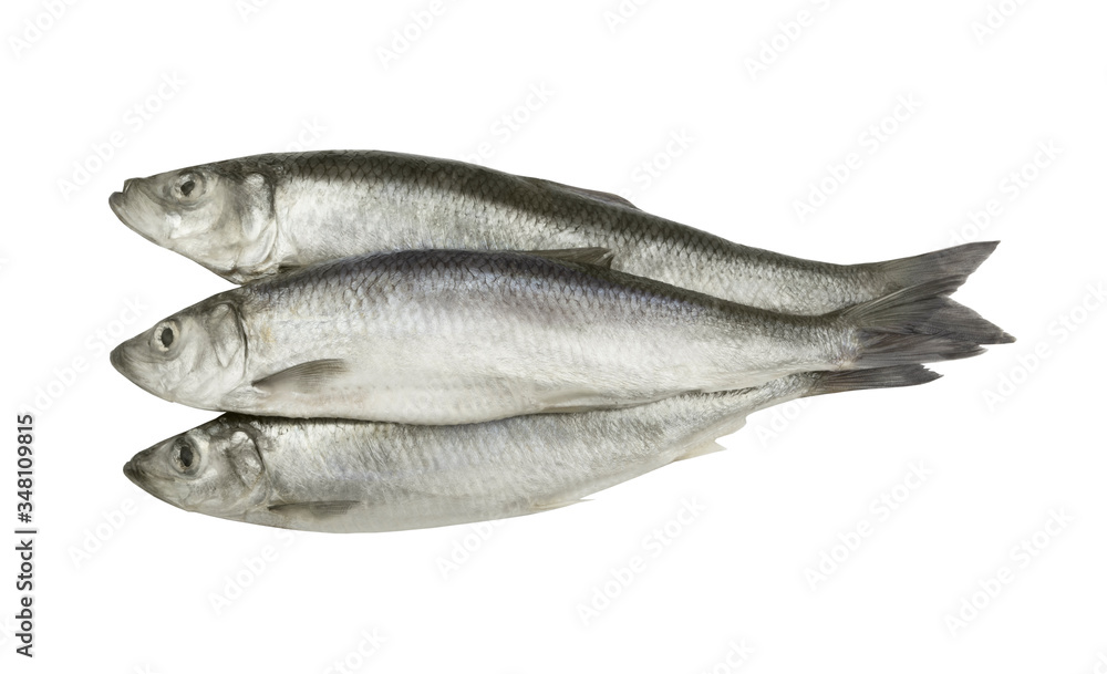 Herring fishes isolated on white background Herring fishes isolated on white background