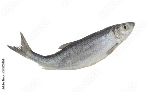 Raw herring fish isolated on white background