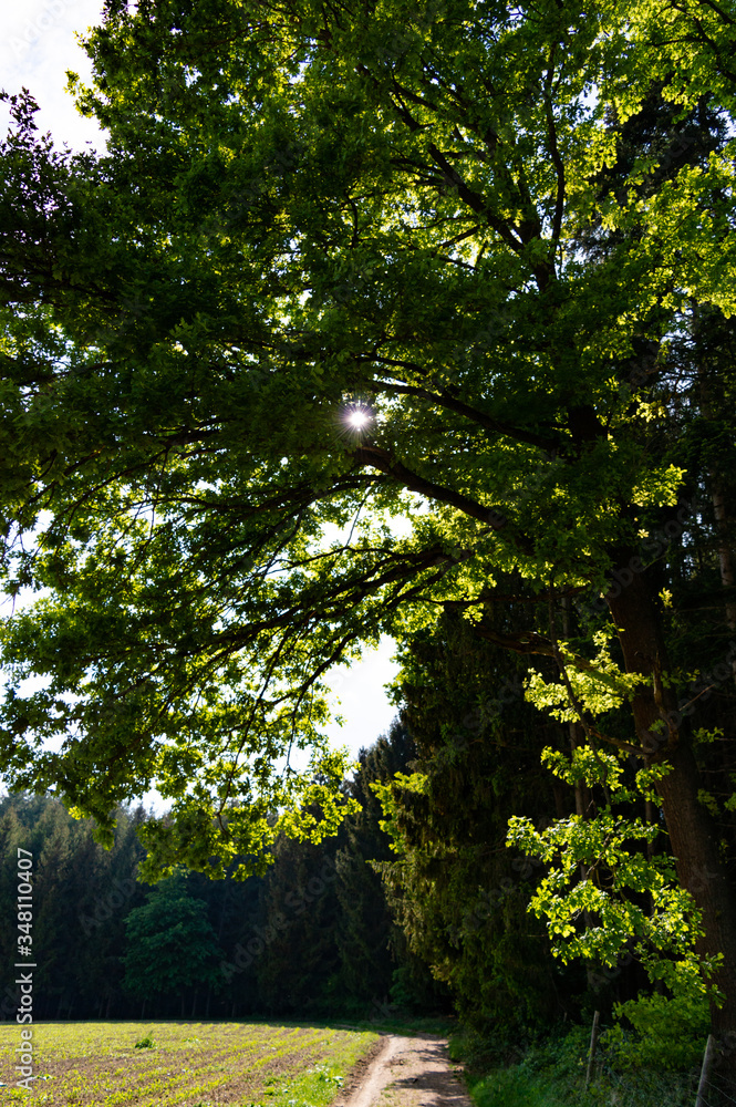 Obraz premium forest trees