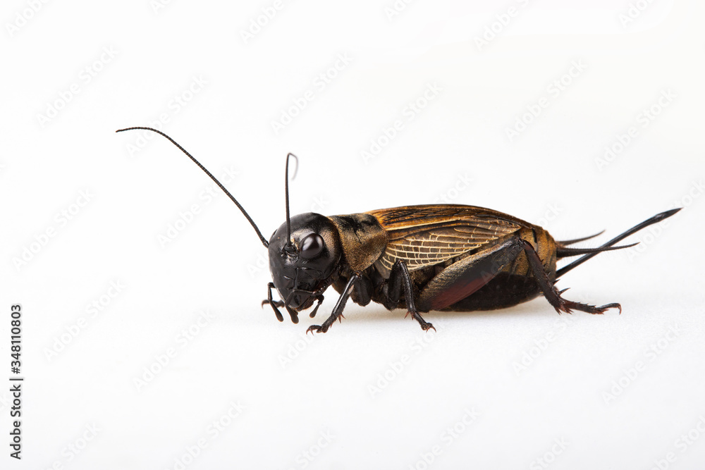 Black Gryllus Bimaculatus Cricket Isolated On White Background. Studio shot Black Gryllus Bimaculatus Cricket Isolated On White Background. Studio shot