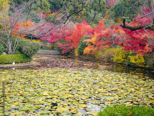 Autumn at Ryoanji Temple photo