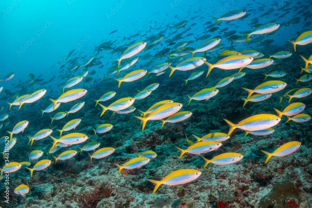 School of fish swimming around coral reef School of fish swimming around coral reef