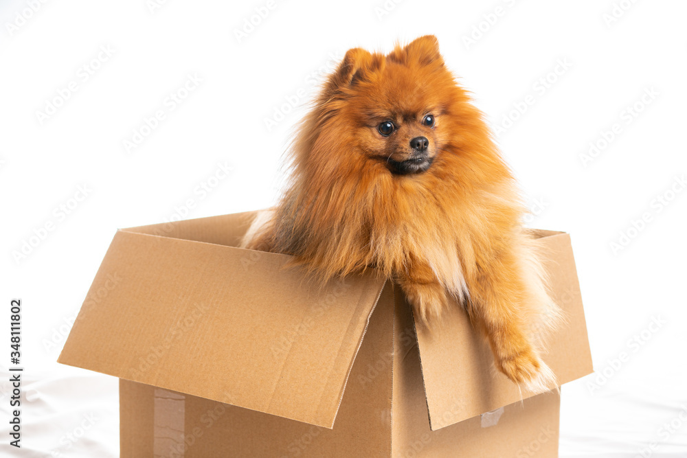 Cute pomeranian looking out of a cardbox