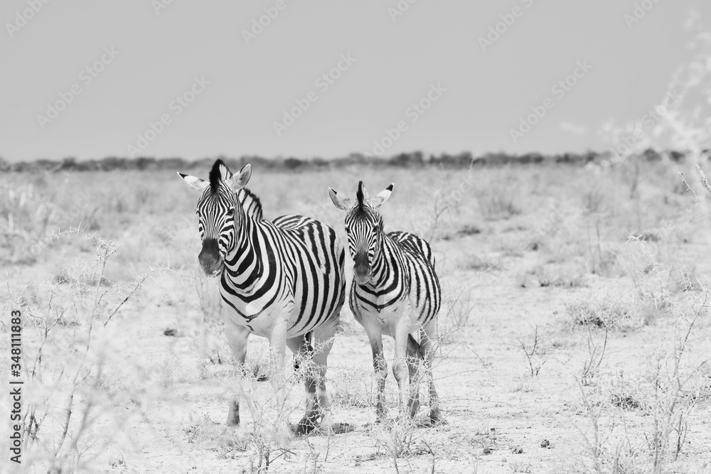 Fototapeta premium Mother and kid zebra in Namibia.