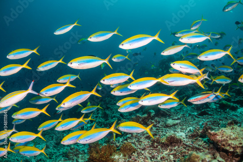 Fototapeta Naklejka Na Ścianę i Meble -  School of fish swimming around coral reef