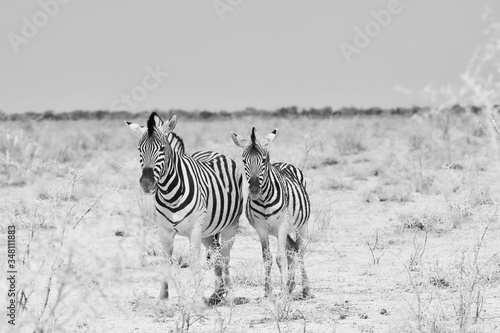 Mother and kid zebra in Namibia.