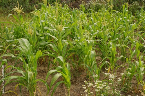 row of green corn plants in brown earth in a field on a farm