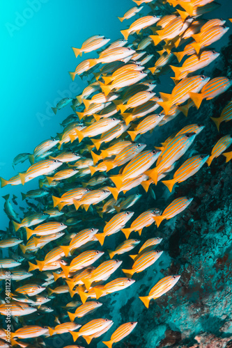School of yellow snappers swimming together among the reef