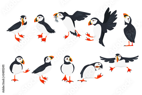 Set of atlantic puffin bird in different poses cartoon animal design flat vector illustration isolated on white background photo
