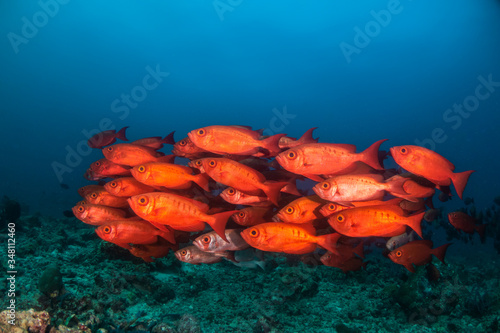 School of vibrant red fish in clear blue water