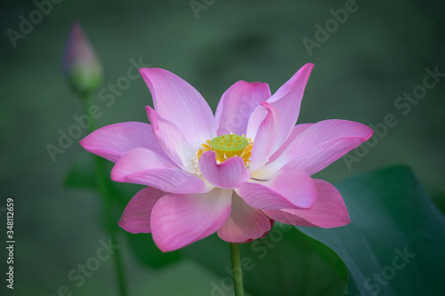 Beautiful pink waterlily or lotus flower in the morning