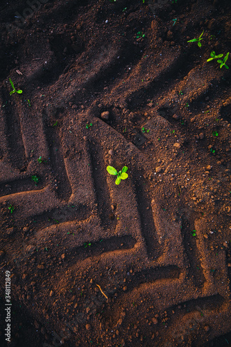 Small seedlings grow in the ground between the tractor footprints