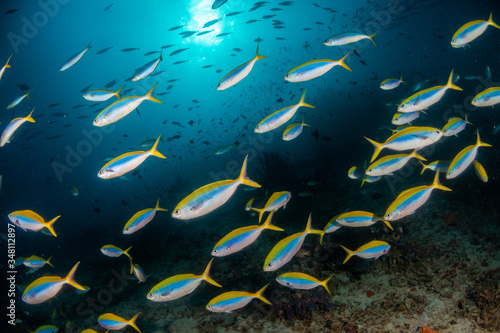 Canvas Print Schools of fish swimming over the reef in crystal clear blue water