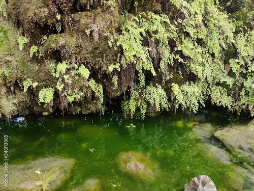 moss on the stone