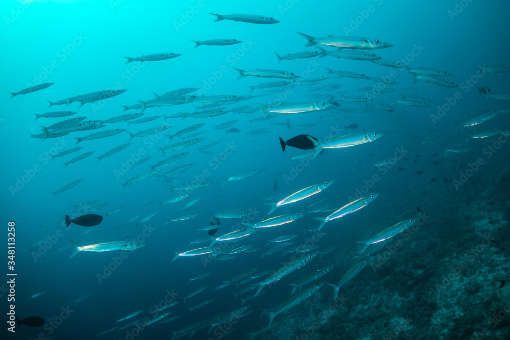 Schools of fish swimming over the reef in crystal clear blue water Schools of fish swimming over the reef in crystal clear blue water