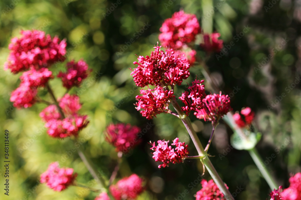 Centranthus ruber Coccineus Red Valerian flowers are easy to maintain and even grow on dry soil