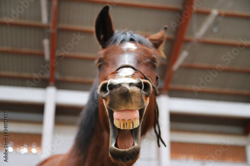 Young mare yawn in riding hall on a funny picture