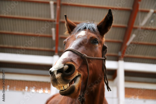 Young mare yawn in riding hall on a funny picture