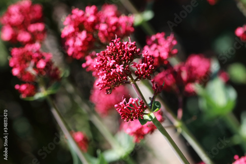 Centranthus ruber Coccineus Red Valerian flowers