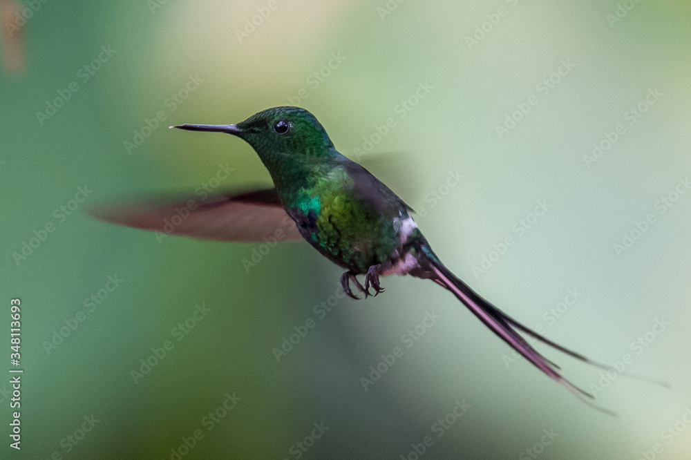 Fototapeta premium Green Violet-ear (Colibri thalassinus) hummingbird in flight isolated on a green background in Costa Rica