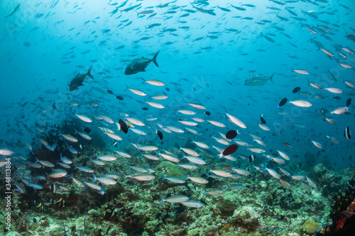 School of small fish being hunted by large fish in clear blue water