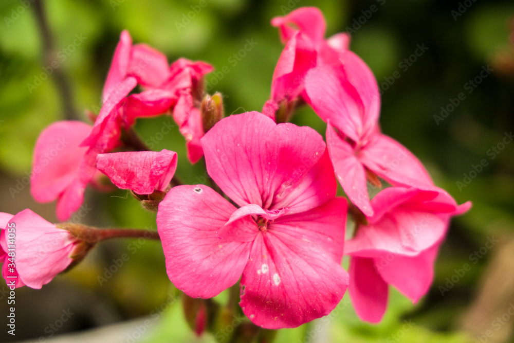 Pink geraniums blooming in garden at warm sunny summer day with green trees and greenery forest landscape. Amazing view of bright vibrant beautiful flower leaf wallpaper concept, colorful background. Pink geraniums blooming in garden at warm sunny summer day with green trees and greenery forest landscape. Amazing view of bright vibrant beautiful flower leaf wallpaper concept, colorful background.