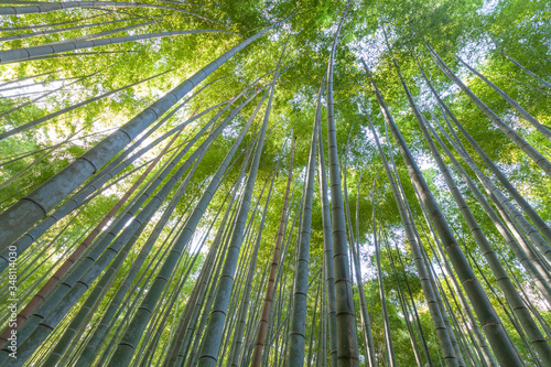 Bamboo forest, Kyoto, Japan.