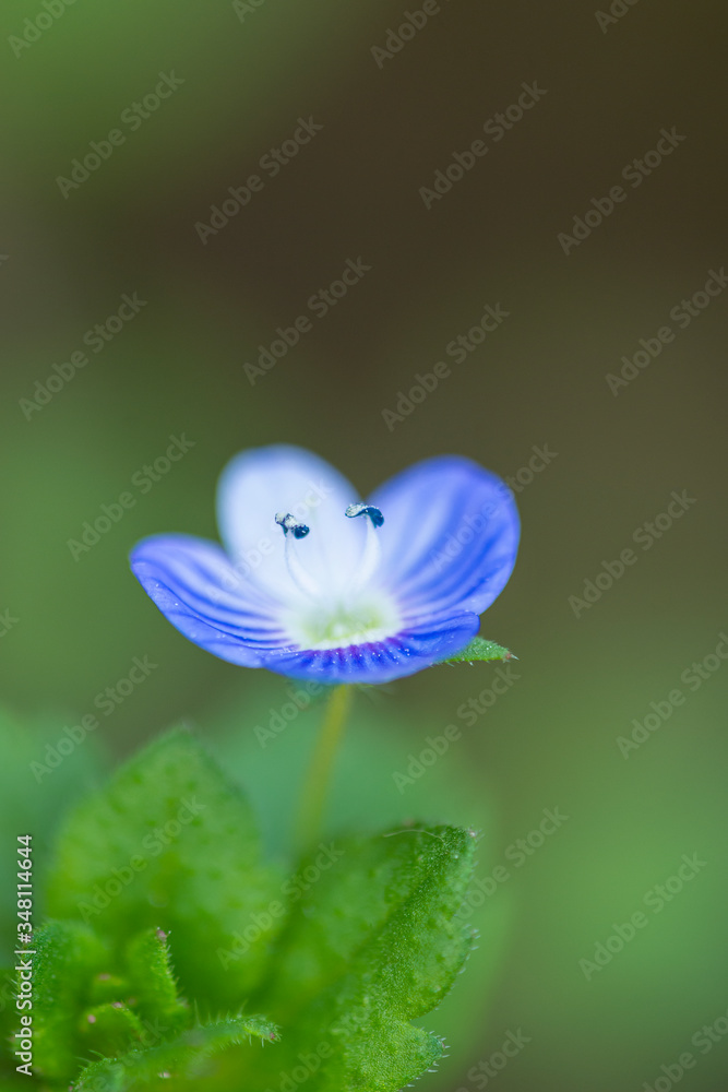 Minimal photography of blue flower