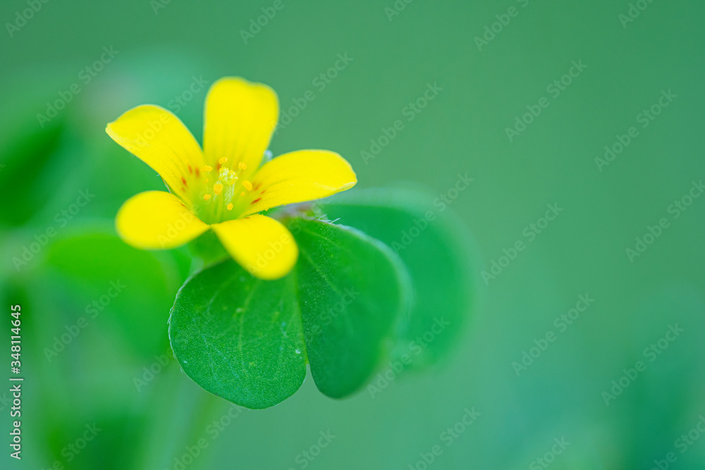 Minimal photography of yellow flower