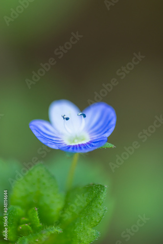Obraz na płótnie Minimal photography of blue flower w salonie