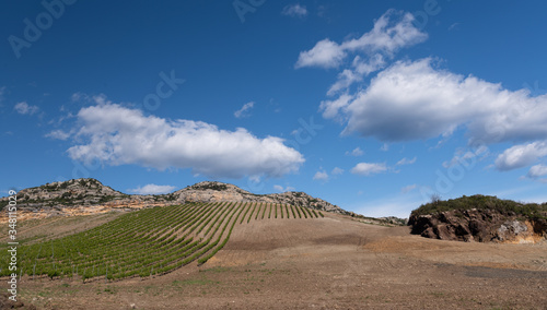 Grapes and Vineyards in the beautiful countryside of Patrimonio  popular Wine tourism destination of Corsica  France