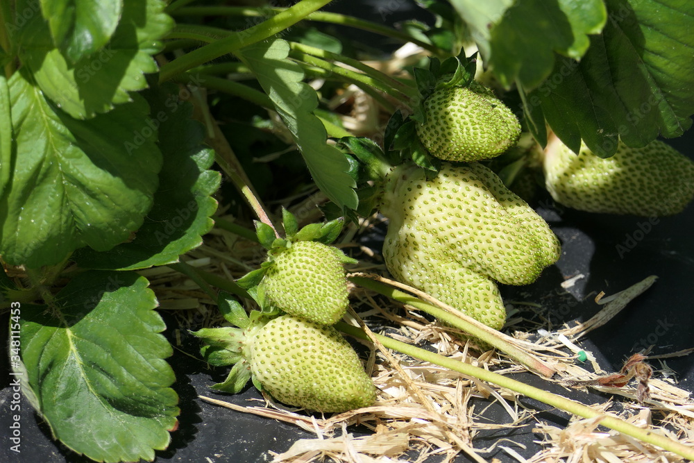 Green strawberries lie by the sun to ripen