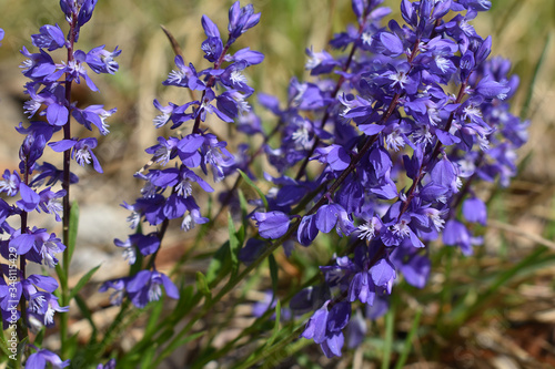 Gewöhnliche Kreuzblume, Polygala vulgaris, dichte Blütenstände in zartem Lila