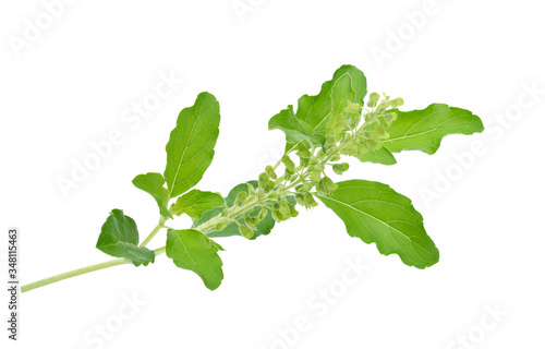 Basil leaves on a white background isolated