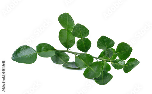 Leaf of bergamot (kaffir lime) isolated on white background