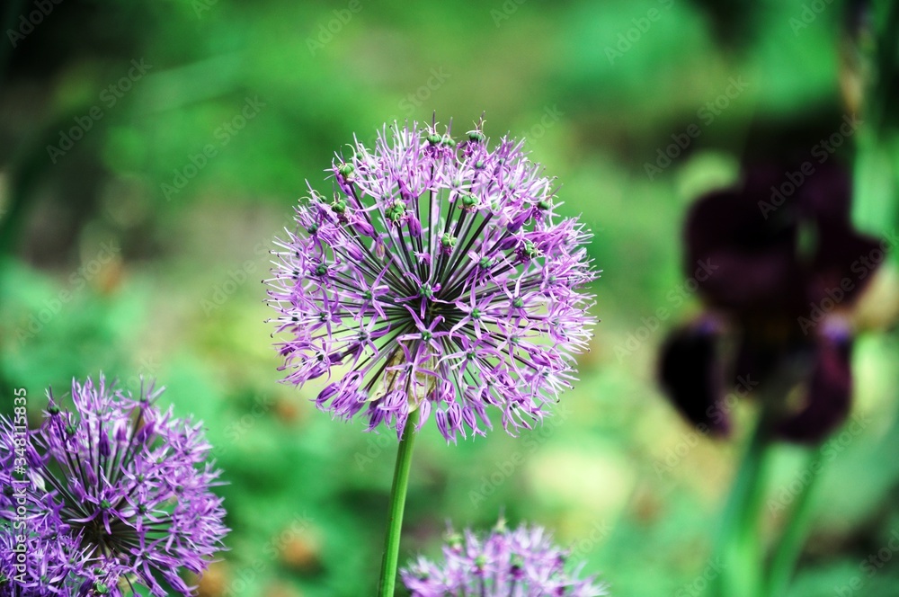 A group of Allium giganteum flowers, known also as Giant Onion or Giant Allium A group of Allium giganteum flowers, known also as Giant Onion or Giant Allium