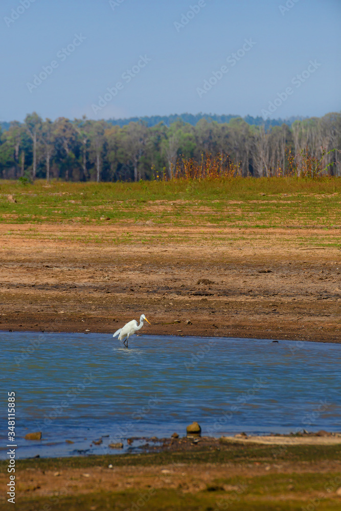 Fototapeta premium A Large Egret wading in Lake Tinaroo on the Atherton Tablelands in Queensland, Australia, with low water during drought