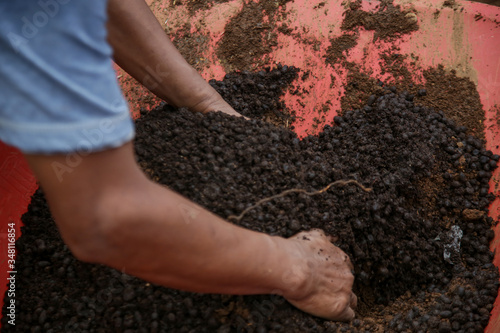 Preparation of soil mixture from fertile compost, humus and vermiculite  in the garden. Springtime gardening work.  photo