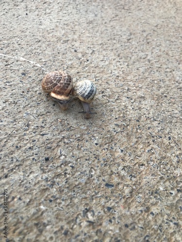 snails on the beach