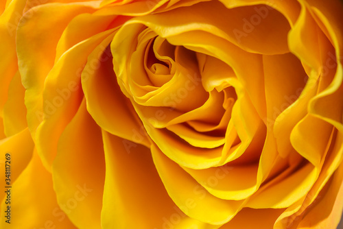 Yellow rose latices abstract background. Close up image of a flower.