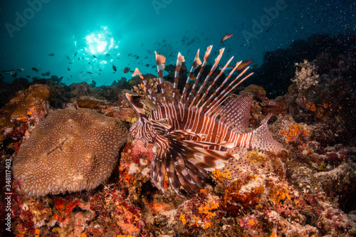Lion fish swimming among colorful coral reef